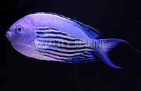 Watanabei Male