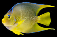 Queen Hybrid "Townsend"