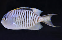 Zebra Lyretail Male