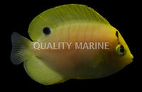 Flagfin Juvenile