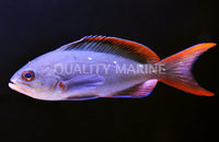 Pacific Creole