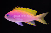 Basslet, Two-spot