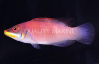 Striated, Scarlet