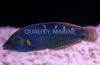 Vrolik's Male