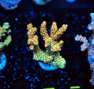 Selago mini colony