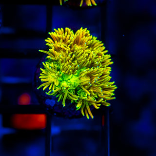 Lava Pop Goni G210