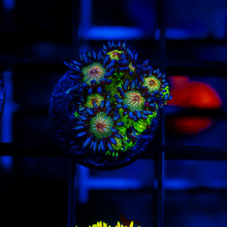 Mistletoe Goni G226
