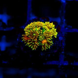 Bioflare Goni G399