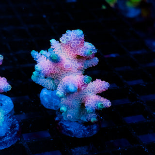 Plasma Blossom Mille 1006