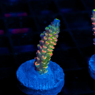 Lava Lamp 001