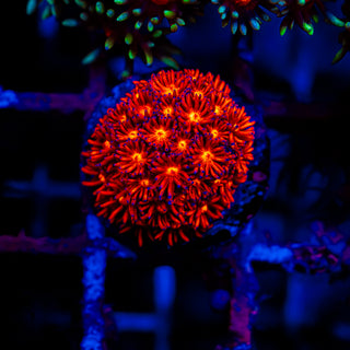 Crimson Goni G288