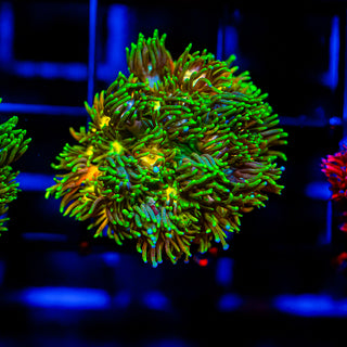 Acid Trip Goni G239