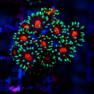 Red Eye Goni G287