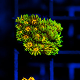 Glow Bud Goni G394