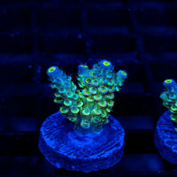 Prism Tide ME414
