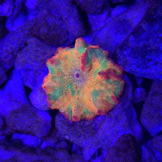 3-Color Candy Crush 517