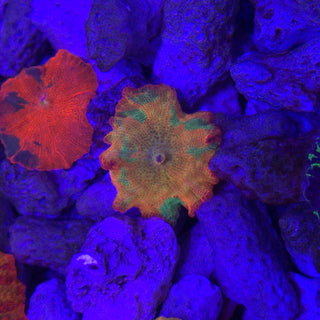 3-Color Candy Crush 502