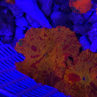 3-Color Jawbreaker 504