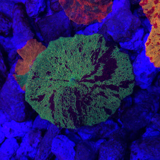 Reverse Jawbreaker 505