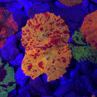 Double 3-Color Jawbreaker 506