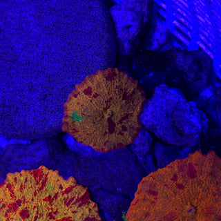 3-Color Jawbreaker 507