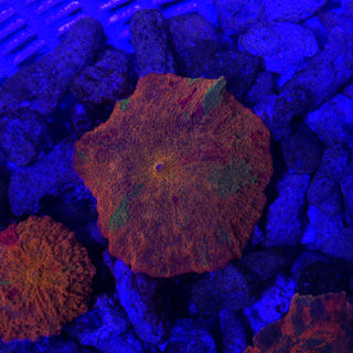 3-Color Candy Crush 508