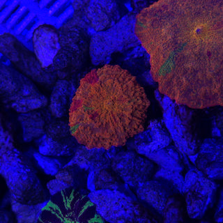 3-Color Jawbreaker 509