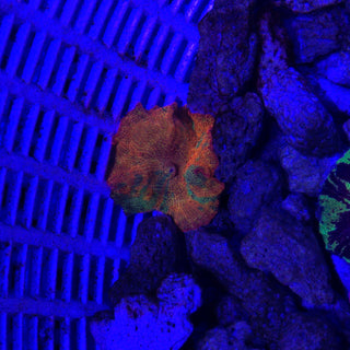 3-Color Candy Crush 510