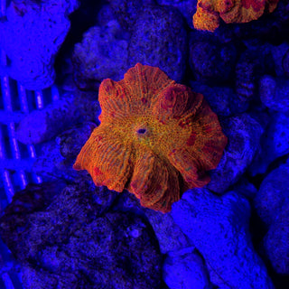 3-Color Candy Crush 511