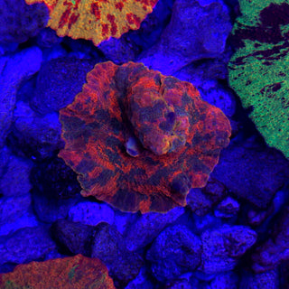 4-Color Candy Crush 512