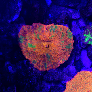 3-Color Candy Crush 513