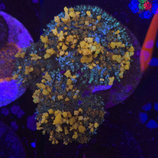 Orange Carpet Mushroom Colony (3) 604