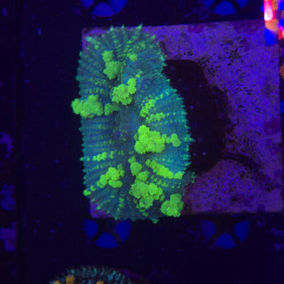Uranium Bounce Mushroom 606