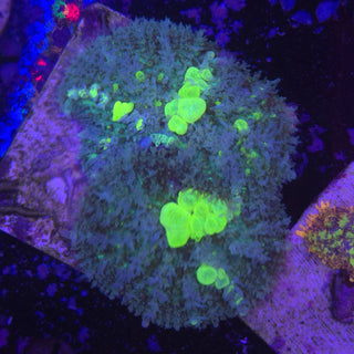 Biohazard Bounce Mushroom (2) 605