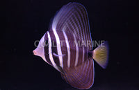 Sailfin