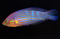 Pinstriped Male Melanurus