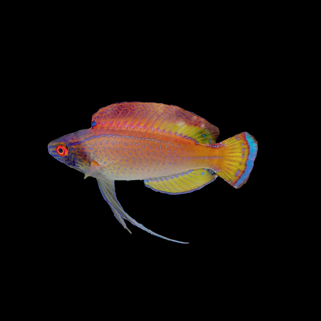 Blue Margin Fairy Wrasse