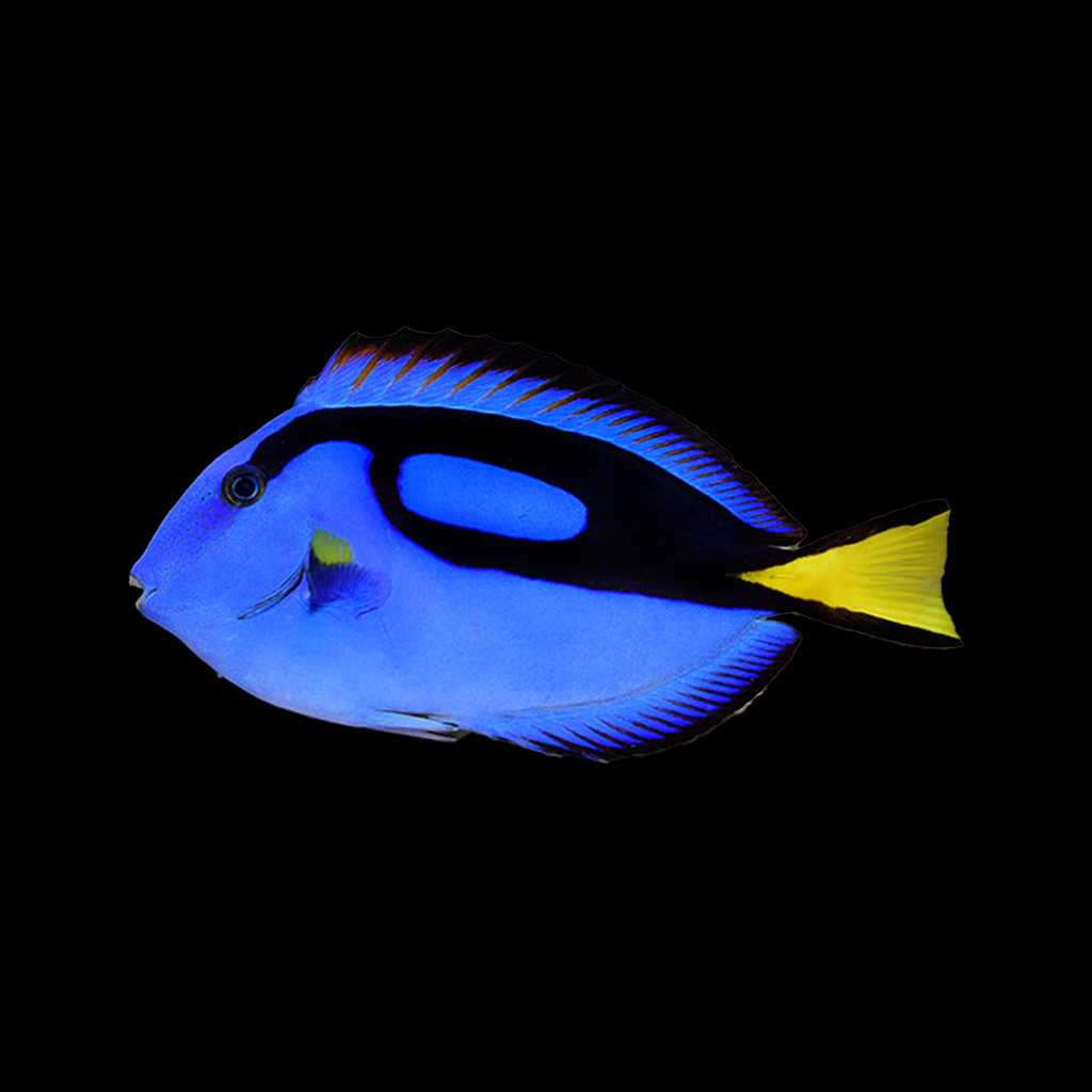 Blue Tang