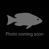 Marine Betta (Calloplesiops altivelis)