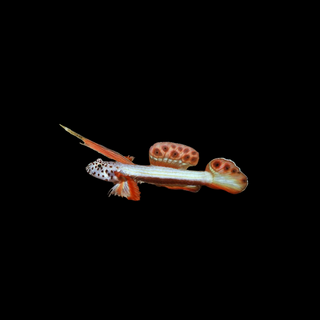 Griessingeri Goby