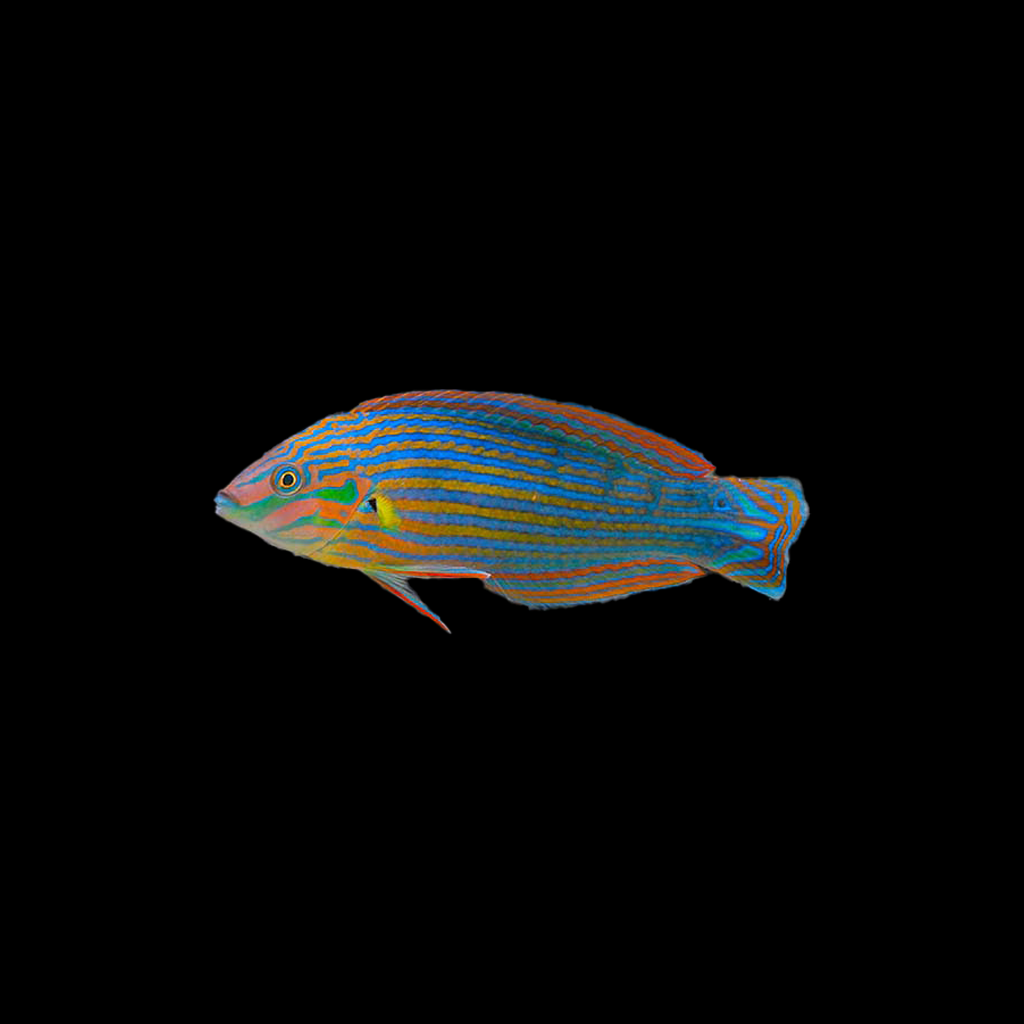 Melanarus Wrasse