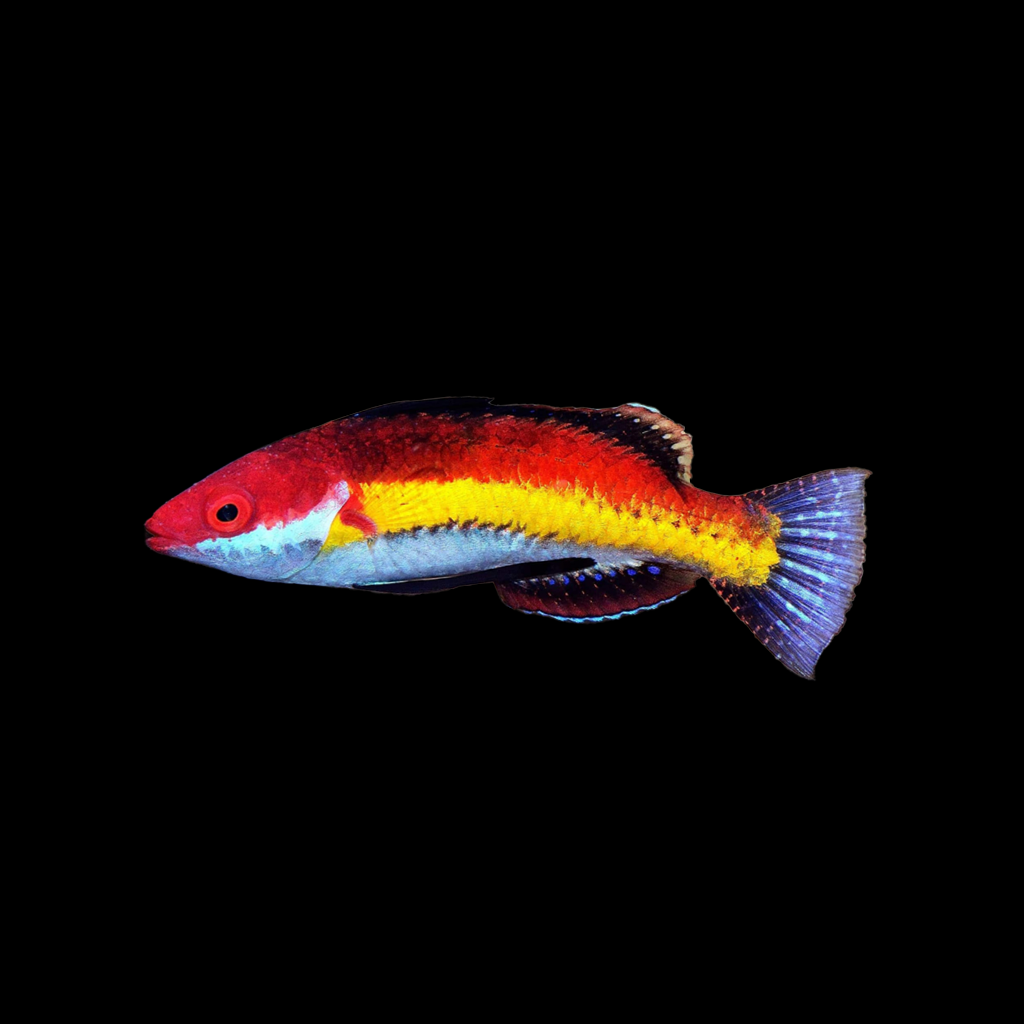 Naoko Fairy Wrasse