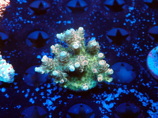 indo acro frag