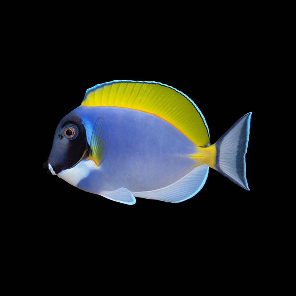 Powder Blue Tang