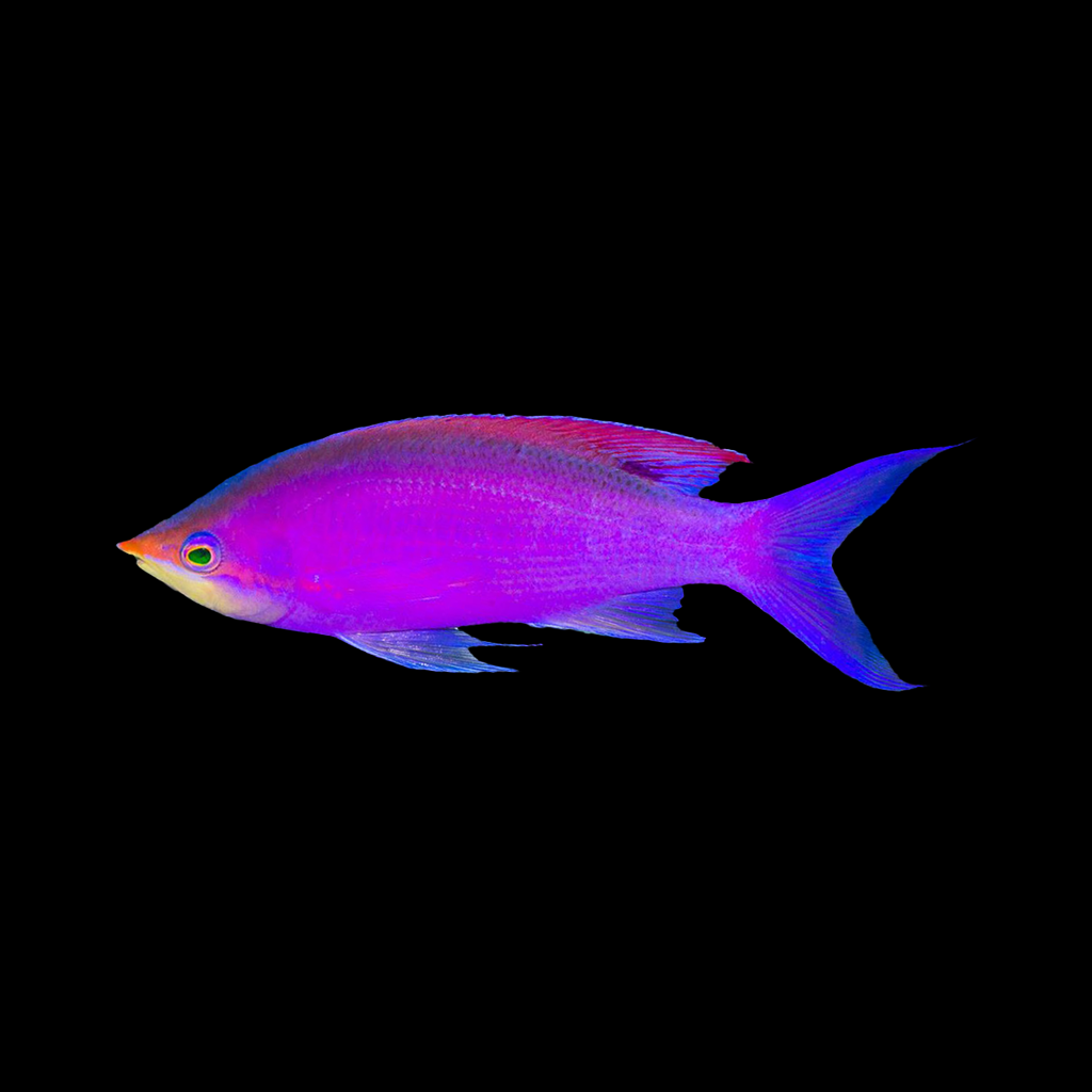 Purple Queen Anthias