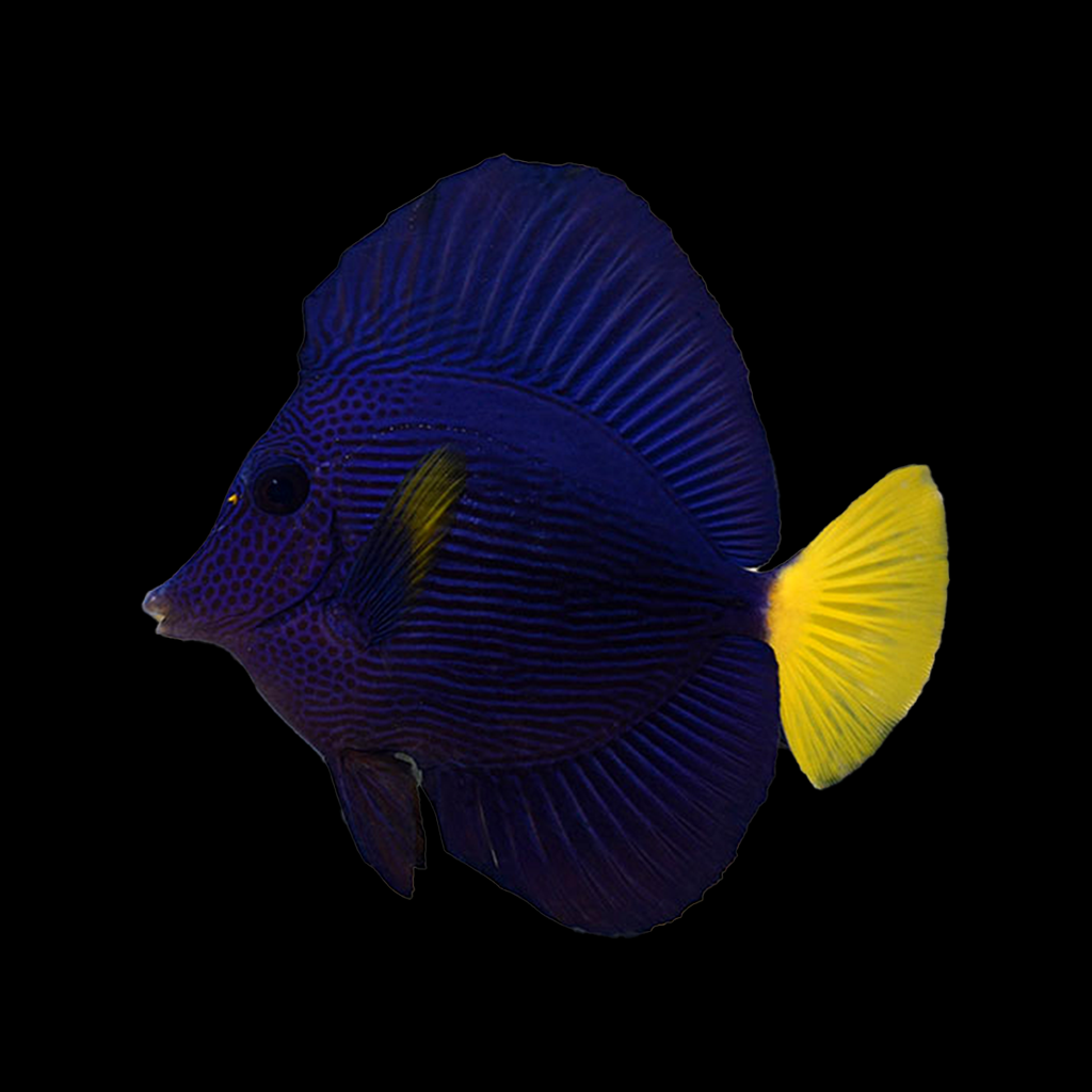 Purple Tang