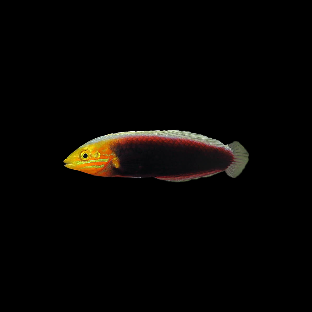 Radiant Wrasse