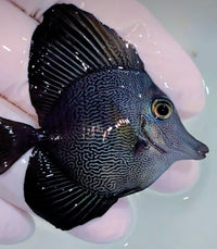 Black x Scopas Hybrid Tang