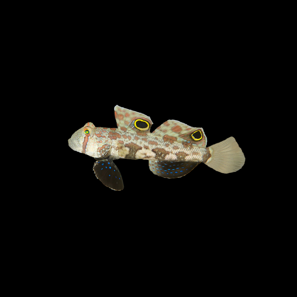 Twin Spot Goby