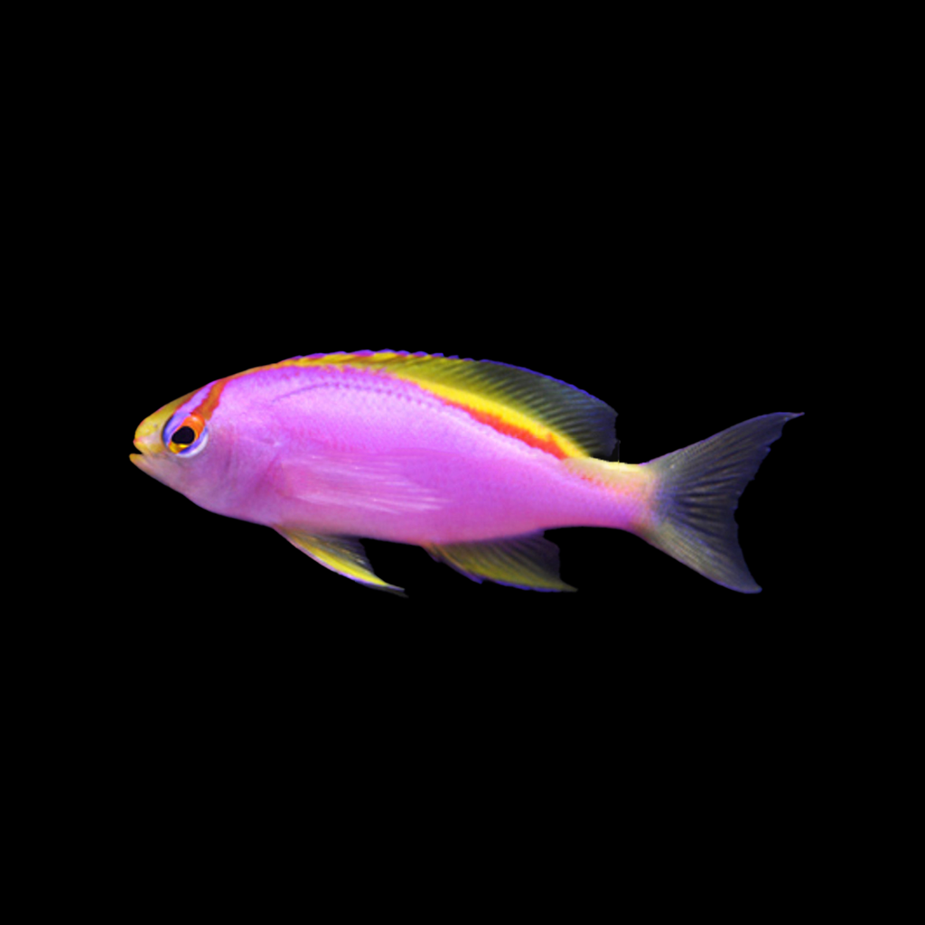 Japanese Ventralis Anthias (Female)